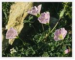 Geranium cinerea * Ashy Cranesbill - Pic du Taillon, Pyrenees - July 1986 * 4235 x 3352 * (8.45MB)
